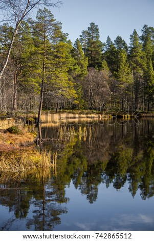 A beautiful autumn landscape at the coast of a lake in Femundsmarka National Park in Norway. Seasonal scenery in fall.