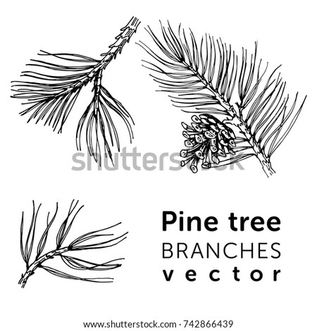 Pine tree branches in simple style for your holidays design.