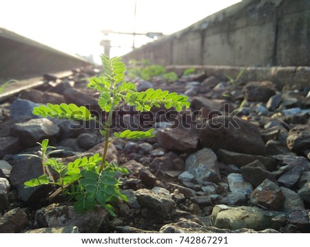 The plant on the Railroad.