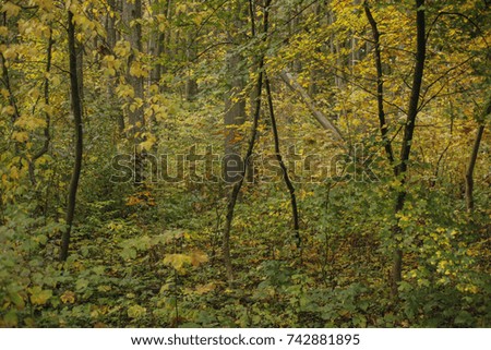 Autumn landscapes of the autumn park