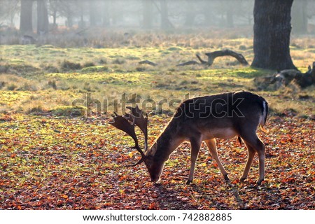 A deer feeding at Dunham Massey National Trust, England - Autumn/Winter Royalty-Free Stock Photo #742882885
