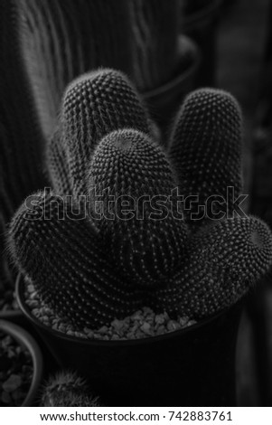 Cactus in a nearby tree shop, black and white tone.