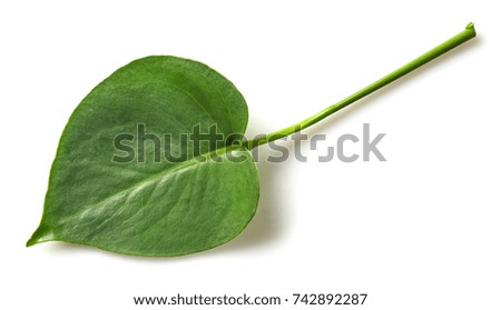 green tropical leaf isolated on white background