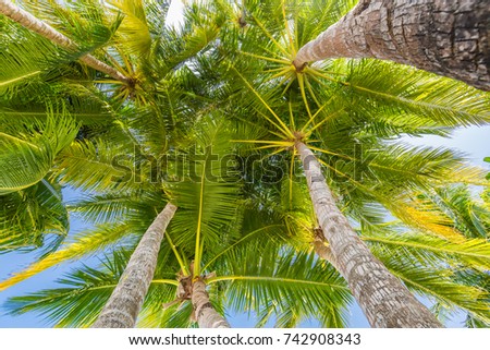 Amazing palm trees with blue sky. Tranquil nature background