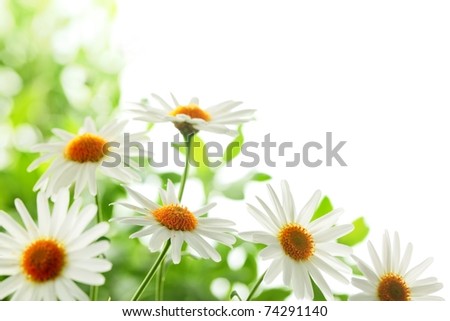 Closeup of white daisy flowers,Shallow Dof.