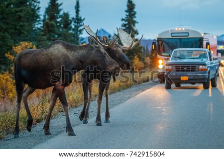 Two moose bulls crossing road in Denali NP Royalty-Free Stock Photo #742915804