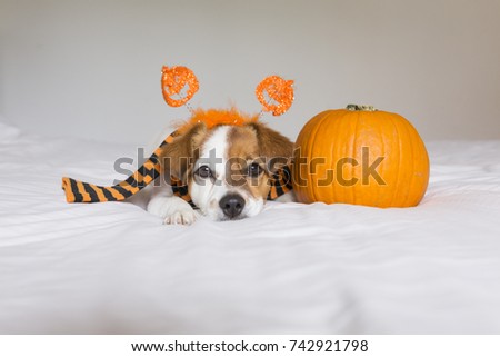 cute young little dog posing on bed wearing an orange and black scarf and lying next to a pumpkin. Halloween concept. white background