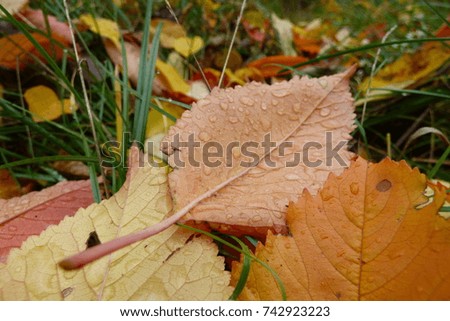 colorful autumn leaves in a park on the grass