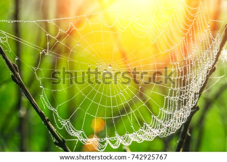 Web is covered with dew in the sunlight