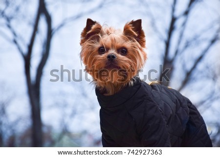 Dog on the stairs. Yorkshire Terrier in clothes. Overalls for cold clothes. Autumn.
