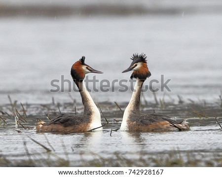 A couple of great grebe swim on the lake's surface in love courtships in a very contrasting backlight. Close-up photo of real wildlife. Great Crested Grebe, Podiceps cristatus. Royalty-Free Stock Photo #742928167