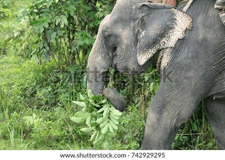 Elephant in Kaziranga National Park, India 