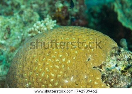 hard coral reef