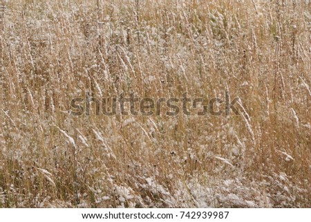 the grass in the field is covered with the first snow