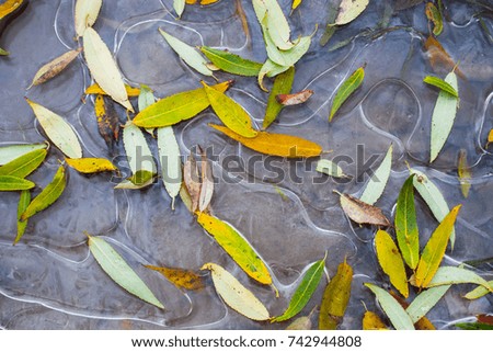 Frozen autumn leaves on the ice