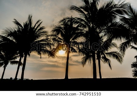 coconut palm tree with green grass in the park on sun down