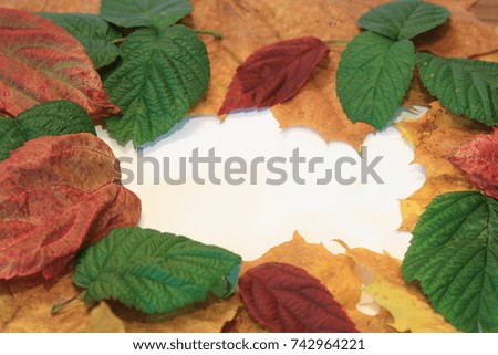 The best autumn leaves of trees and still life.