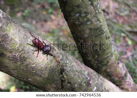 Allomyrina dichotomus, Unicorn,Rhinoceros beetle