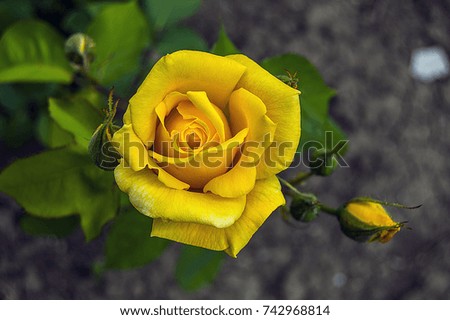 pictures of wonderful yellow roses in rose garden