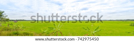 Thailand Jasmine Rice Field
