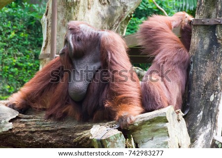 The Bornean orangutan differs in appearance from the Sumatran orangutan, with a broader face and shorter beard and also slightly darker in color.