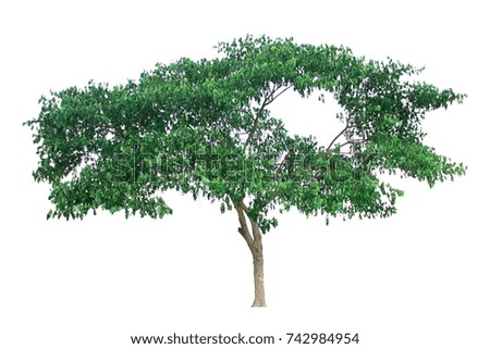 Isolated Tree on white background for Editing work. with clipping path