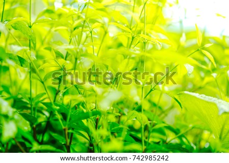 Closeup nature view of green leaf on blurred background in garden using as background natural greenery plants landscape, ecology, fresh wallpaper concept.