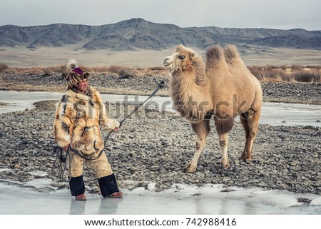 Mongolian eagle Hunters and camel in traditionally wearing typical Mongolian Fox dress culture of Mongolia on Altai Mountain background at Ba-Yan UiGII, MONGOLIA Royalty-Free Stock Photo #742988416