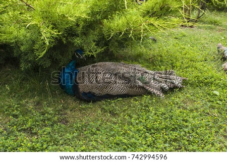 Peacock licking on the grass and resting