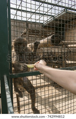 The baboon sits in a cage and takes an apple
