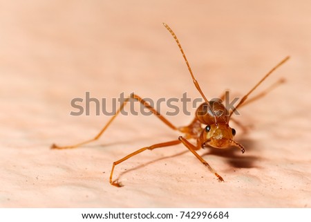 Macro shot of ant