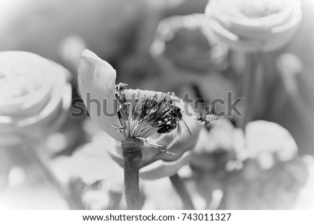 Black & White Picture of The bee are swarming a flower.