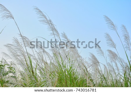 Reed flower with blue sky background