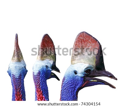Head shot of Cassowary bird of the genus Casuarius showing the colorful punky neck and the horn-like crest isolated against white background.