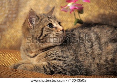 Beautiful British Shorthair Cat With The Classic Tabby Markings