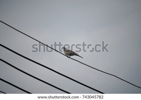 Bird catcher cable single