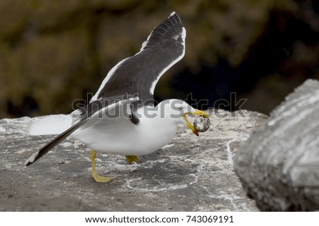 Southern Black-backed Gull stealing a Gannet egg, North Island, New Zealand