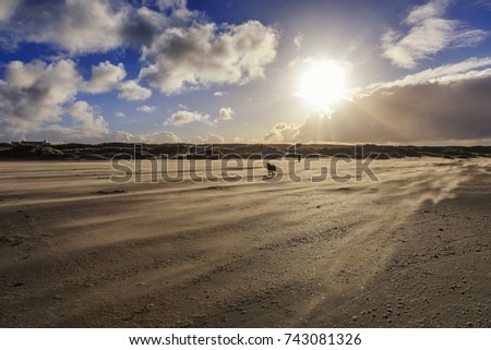Storm on the beach and in the dunes with courses of shifting sands and hard light against blue sky and scattered clouds