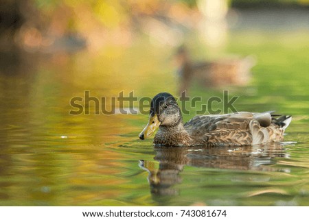 Duck and autumn colors