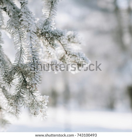 A frozen pine branch in winter.
