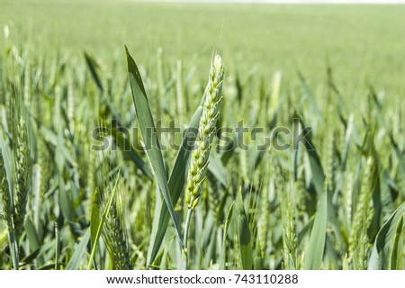 wheat spike pictures in wheat field