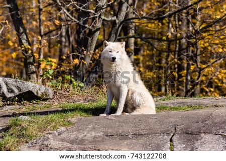 Arctic wolf, pictured at rest in late autumn, north Quebec, Canada.
