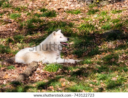 Arctic wolf, pictured at rest in late autumn, north Quebec, Canada.