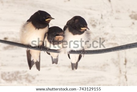 Three Birds Sit on Power Lines, Lovely birds family