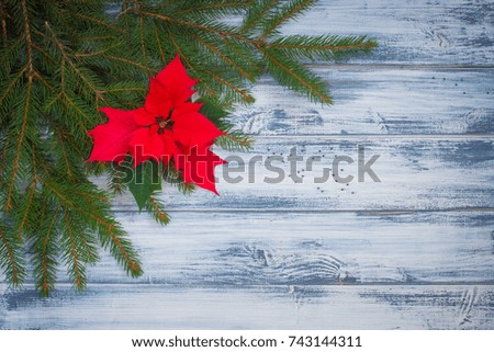 Poinsettia flowers with Christmas-tree branches on the wooden background. With a copy-space