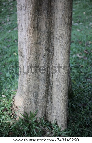 Bark and trunk
