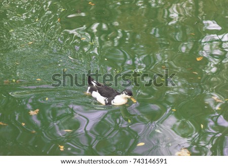 one black and white duck floating in greenish water with yellow leaves
