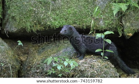 A surprising meeting. A truly wild American mink in the Czech nature, a creek near the river Metuje, spring 2017. American mink, Neovison vison, Mustela vison. Royalty-Free Stock Photo #743159782