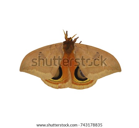 Automeris excteta moth from mountains of Mexico. Automeris moths fly at night and have imperceptible forewings and bright images of eyes on the hindwings. The moth is isolated on white background.