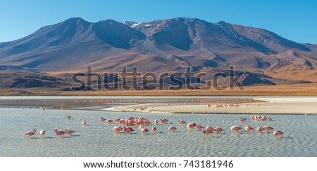 Panorama with a few hundred James and Chilean flamingos in the Canapa Lagoon in the Andes mountain range near the Uyuni salt flat, Bolivia. Royalty-Free Stock Photo #743181946